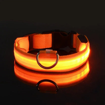 Laisse et Collier Lumineux – Sécurité Nocturne pour Votre Chien