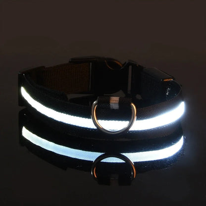 Laisse et Collier Lumineux – Sécurité Nocturne pour Votre Chien