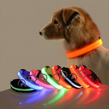 Laisse et Collier Lumineux – Sécurité Nocturne pour Votre Chien