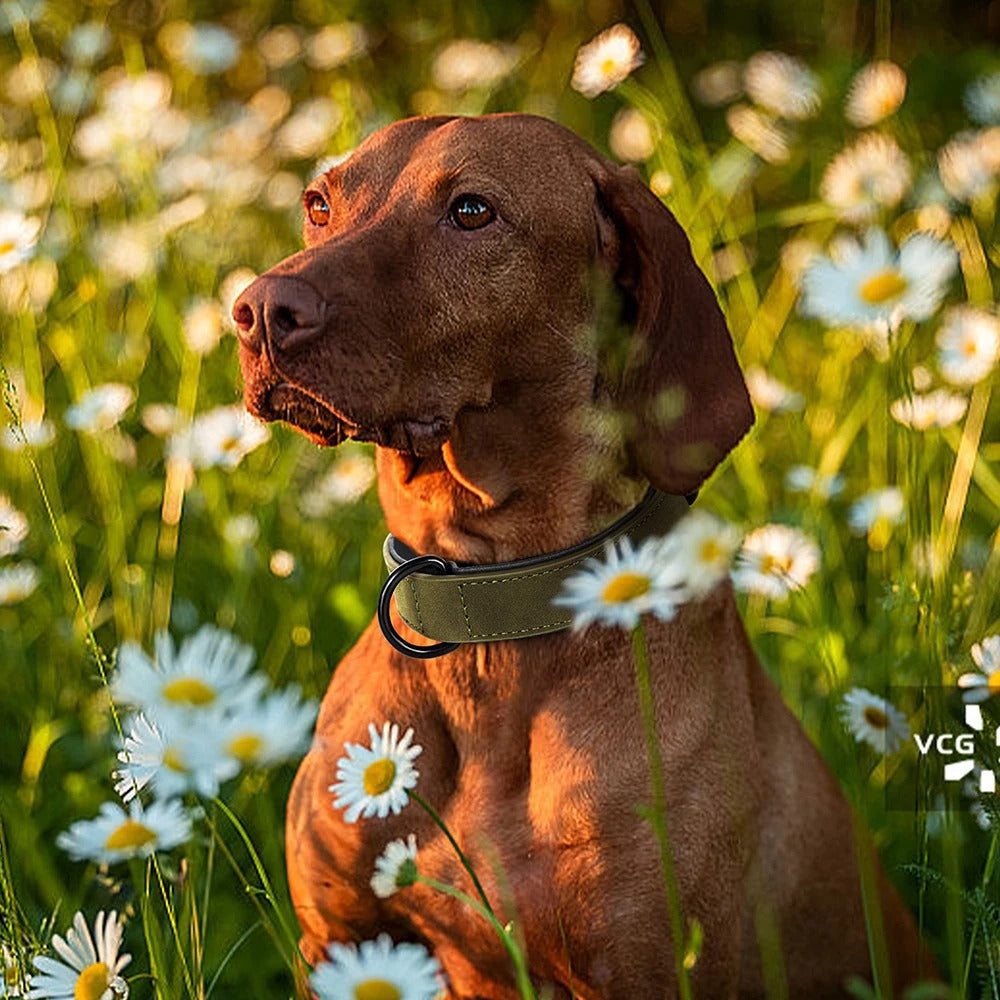 RoyalCanis - Collier Premium Cuir pour Grands Chiens